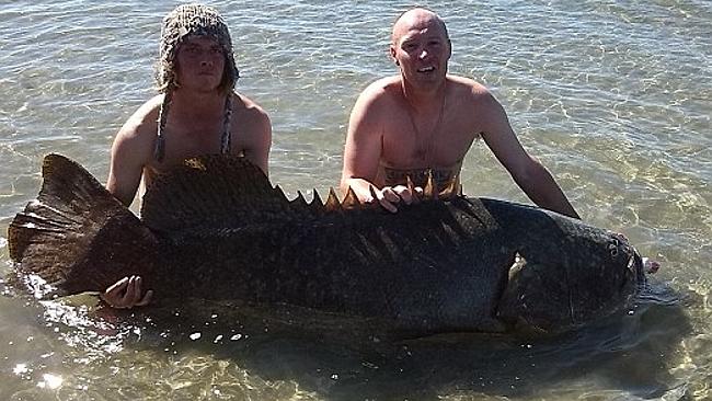 10kg grouper.jpg